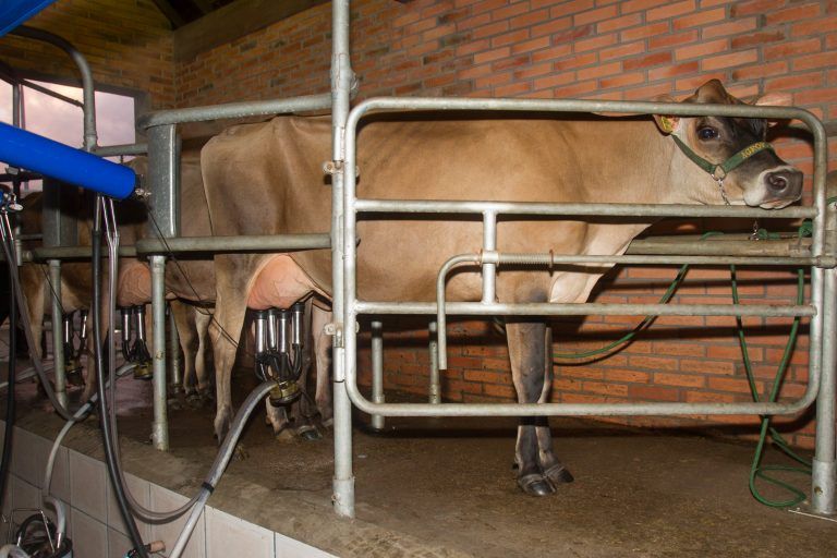 Confederação da Agricultura e Pecuária do Brasil estima que, em 2019, foram produzidos 34,8 bilhões de litros de leite no País - (Foto: Cláudio Fachel/Palácio Piratini)