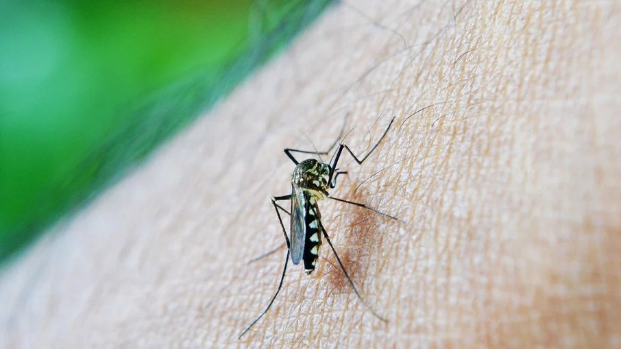 Pixabay Aedes aegypti, mosquito da dengue