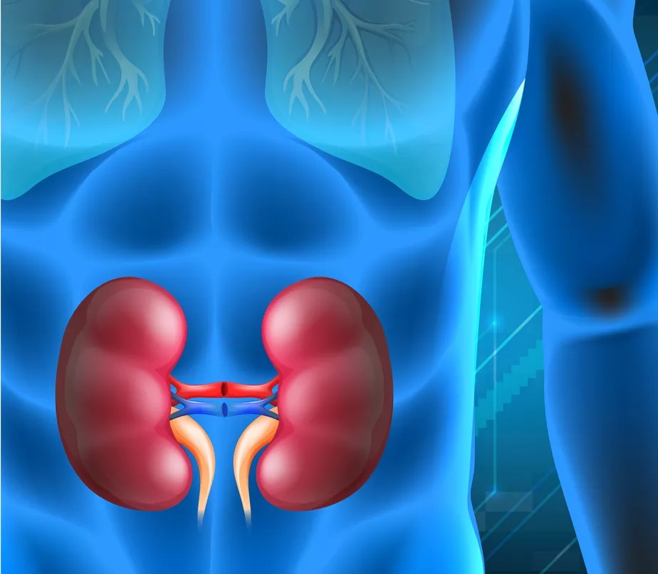 Ilustração dos rins de uma pessoa. Freepik.com