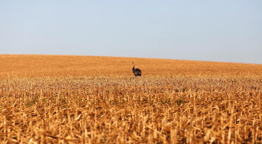 Safra de milho na região de Lucas do Rio Verde, Mato Grosso Reuters/Nacho Doce