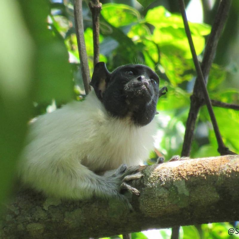 Estudo analisou 15 grupos de micos-roxos e micos-malhados - (Foto: Reprodução/Tainara Sobroza)