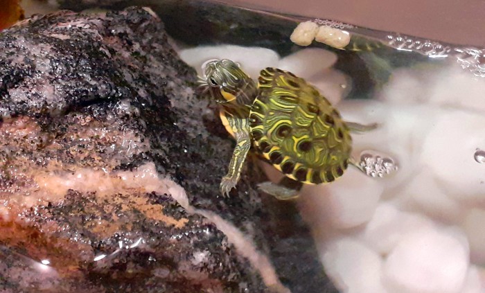 © Vitor Abdala/Agência Brasil