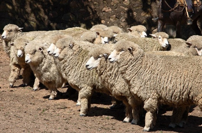 Criação de ovelhas em Sant'ana do Livramento, no Rio Grande do Sul
