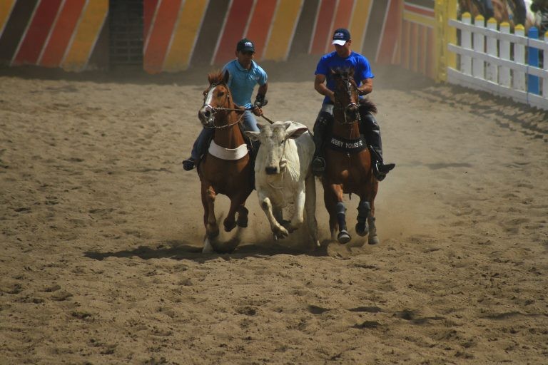 Audiência vai discutir a vaquejada como atividade desportiva formal - (Foto: Tatiana Azeviche/Governo da Bahia)