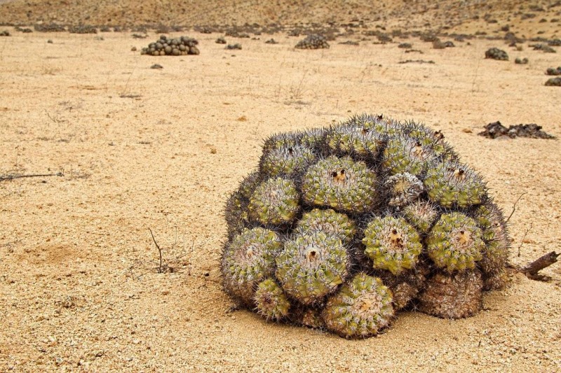 Cactos do deserto do Atacama estão ameaçados de extinção pelo tráfico internacional - (Foto: Pixabay)