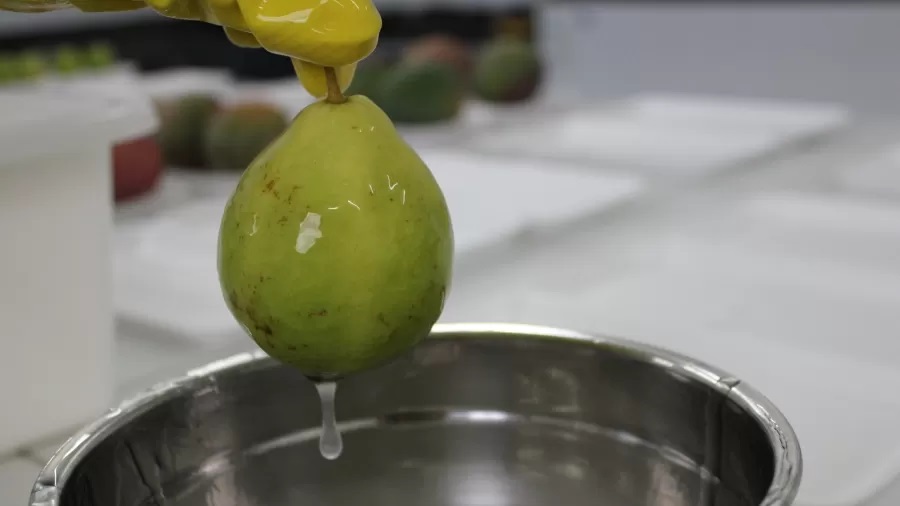 Imagem: Arquivo Instituto Nacional do Semiárido