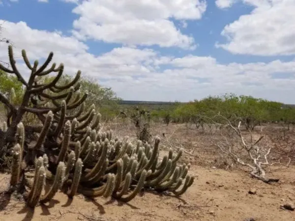 Algumas espécies da vegetação da Caatinga perdem suas folhas no período de seca.