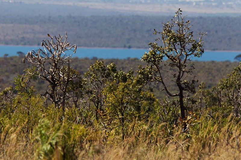 A proposta teve origem em sugestão legislativa apresentada por participantes do programa Jovem Senador - Dorivan Marinho/Agência Senado