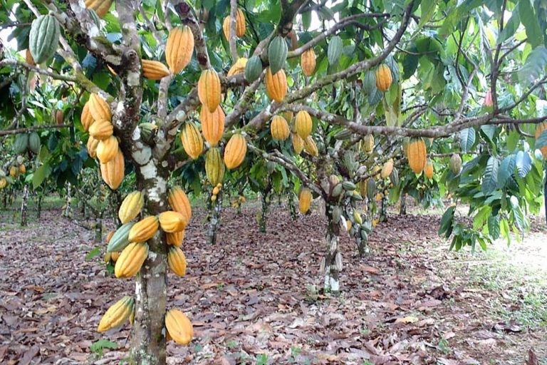 Projeto quer devolver ao Brasil título de maior produtor de cacau do mundo - (Foto: Marco Nascimento/Agência Pará)