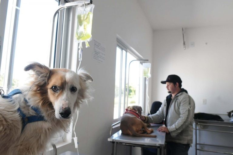 Atualmente, não é exigida fiscalização da vigilância sanitária em hospitais veterinários - (Foto: Tony Winston/Agência Brasília)