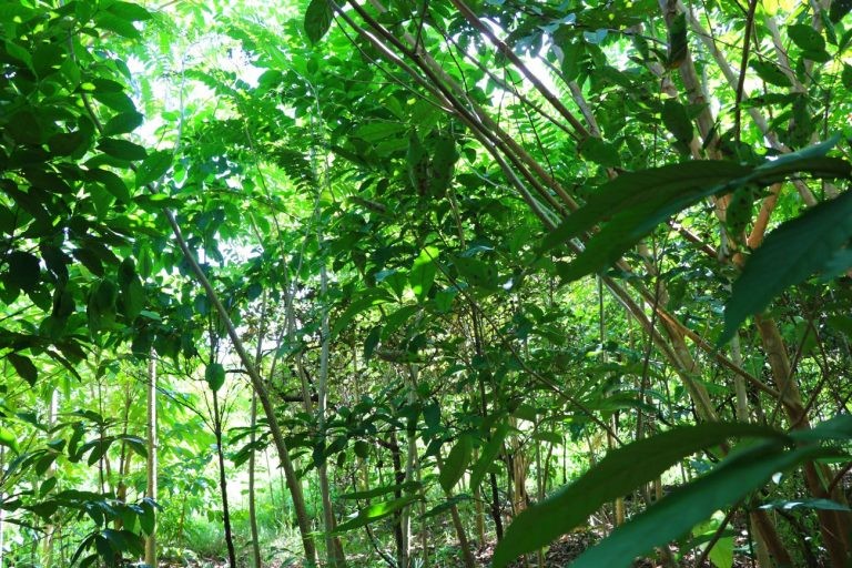 Dia Mundial do Meio Ambiente é comemorado em 5 de junho - (Foto: Rogério Uchôa/Agência Pará)
