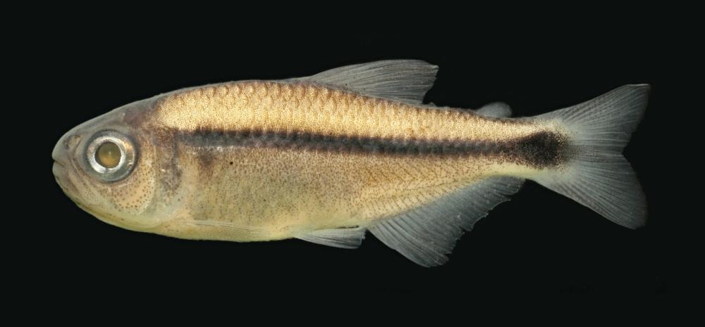 Foto: Divulgação/UFPB