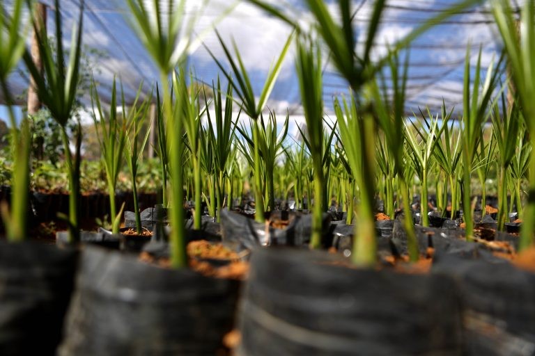 Mudas de plantas para reflorestamento - (Foto: Dênio Simões/Agência Brasília)
