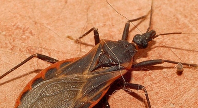 Inseto transmissor da doença de Chagas DIVULGAÇÃO/SECRETARIA DE SAÚDE PÚBLICA DO PARÁ