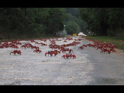 Milhões de caranguejos invadem estradas durante migração na Austrália